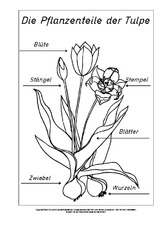 Teile-der-Tulpe-beschriftet-SW.pdf